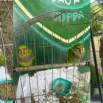 Espécie está ameaçada de extinção, alerta Coppa.