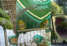 Espécie está ameaçada de extinção, alerta Coppa.