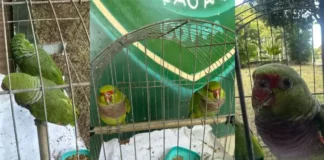 Espécie está ameaçada de extinção, alerta Coppa.
