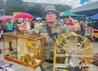 Ação visa combater crimes ambientais e proteger a fauna brasileira.