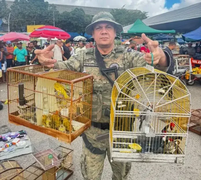 Ação visa combater crimes ambientais e proteger a fauna brasileira.