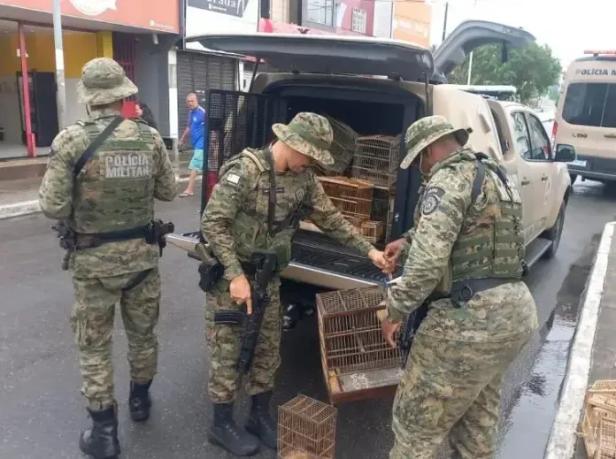 Animais eram vendidos ilegalmente na feira livre do município.