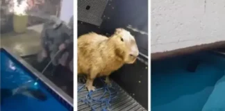 O animal foi levado para avaliação no Parque Zoobotânico de Salvador.