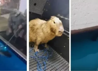O animal foi levado para avaliação no Parque Zoobotânico de Salvador.
