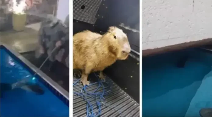 O animal foi levado para avaliação no Parque Zoobotânico de Salvador.