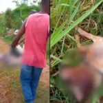O animal foi socorrido por moradores e o caso será investigado pelas autoridades.