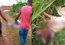 O animal foi socorrido por moradores e o caso será investigado pelas autoridades.
