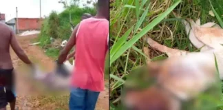 O animal foi socorrido por moradores e o caso será investigado pelas autoridades.