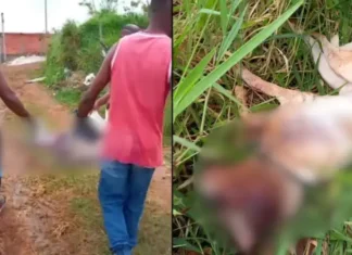 O animal foi socorrido por moradores e o caso será investigado pelas autoridades.