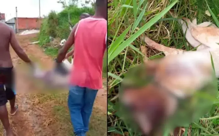 O animal foi socorrido por moradores e o caso será investigado pelas autoridades.