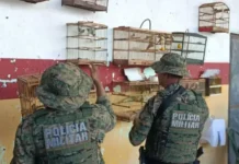 A operação da Coppa resultou no resgate dos animais e na condução dos suspeitos à delegacia.
