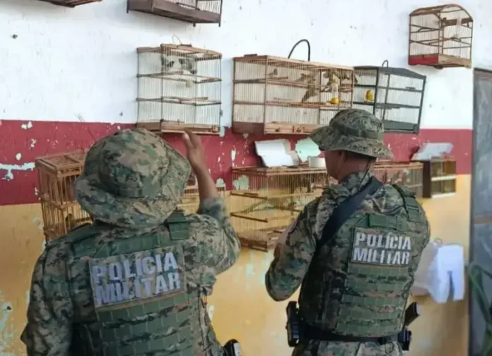 A operação da Coppa resultou no resgate dos animais e na condução dos suspeitos à delegacia.