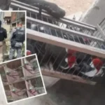 Grupo vendia espécies raras por até R$ 80 mil.