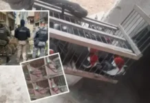Grupo vendia espécies raras por até R$ 80 mil.