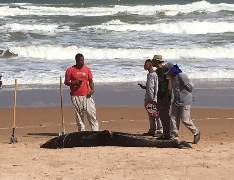 Autoridades devem investigar o caso.