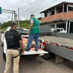 Dois homens são presos por abate clandestino e venda de carne imprópria em São Sebastião do Passé A ação apreendeu 400 kg de carne imprópria e interditou o açougue envolvido.