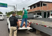 Dois homens são presos por abate clandestino e venda de carne imprópria em São Sebastião do Passé A ação apreendeu 400 kg de carne imprópria e interditou o açougue envolvido.