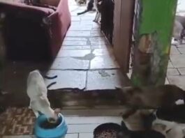 moradora-de-camacari-pede-apoio-para-salvar-25-gatos-em-situacao-de-abandono