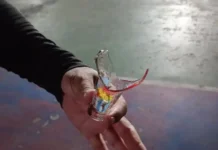 O caso reacende alerta sobre falta de iluminação e manutenção em espaços públicos.